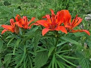 73 Lilium bulbiferum (Giglio rosso o giglio di San Giovanni)